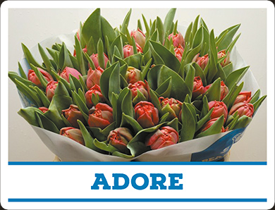 Tulipa Adore