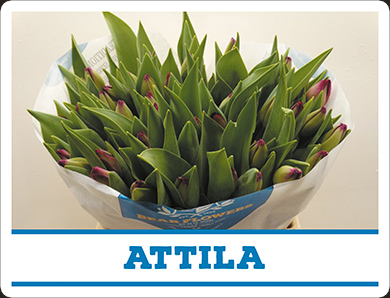 Tulipa Attila