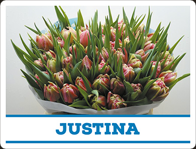Tulipa Justina