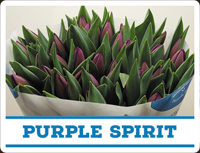 Tulipa Purple Spirit