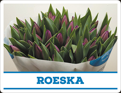 Tulipa Roeska