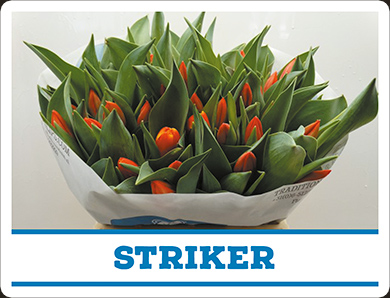 Tulipa Striker