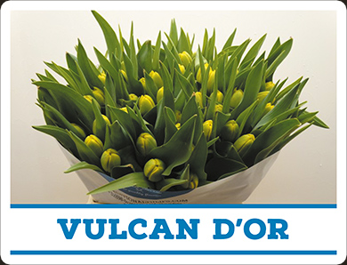Tulipa Vulcan d'Or